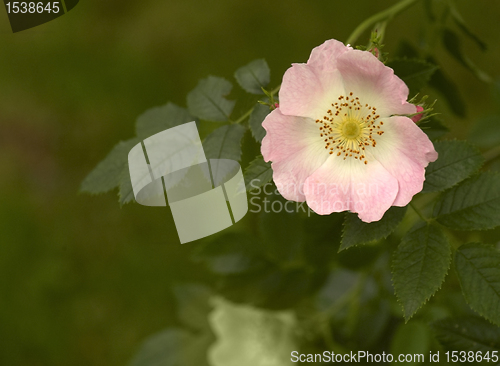 Image of dog rose in green blurry back