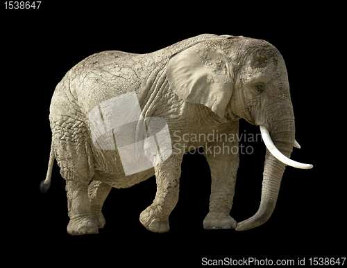 Image of african elephant