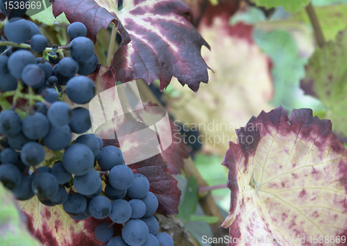 Image of blue grapes closeup