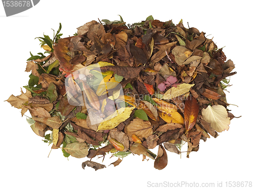 Image of pile of autumn leaves
