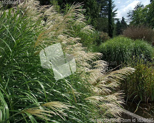 Image of decorative grass plants