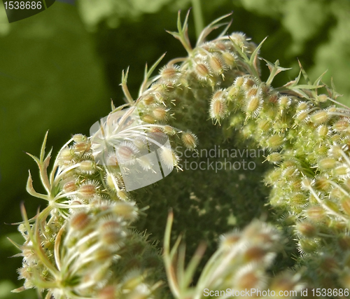 Image of abstract wild carrot detail