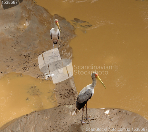 Image of two Storks on muddy ground