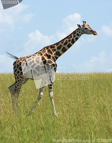 Image of Giraffe in Uganda