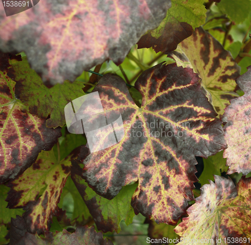 Image of grape leaves detail