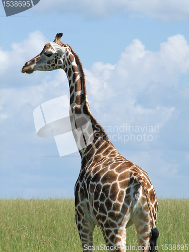 Image of Rothschild Giraffe in Uganda