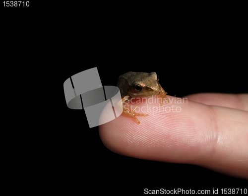 Image of little frog on finger tip