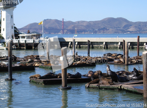 Image of harbor with Sea Lions in San Francisco