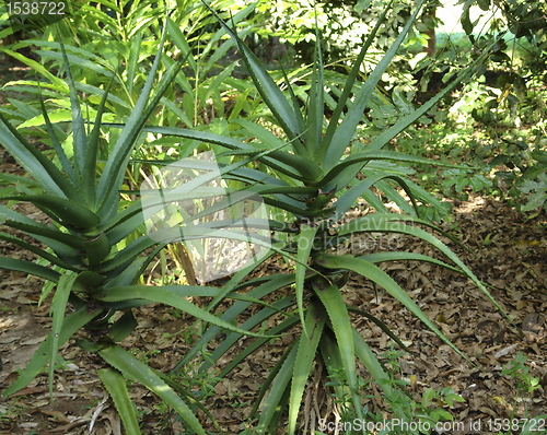 Image of Aloe in Zanzibar