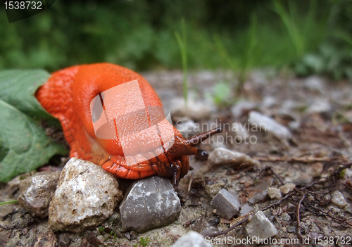 Image of red slug on the ground