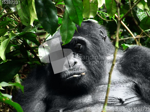 Image of Gorilla in Africa