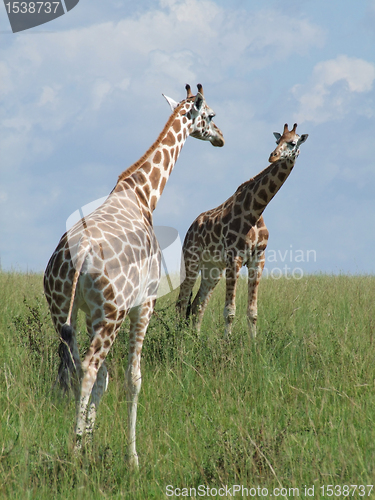 Image of two Giraffes in african savannah