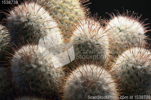 Image of cactus closeup