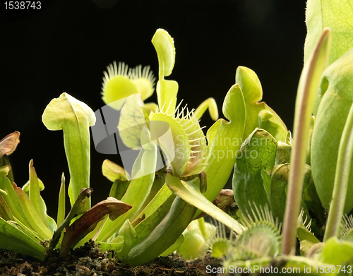 Image of carnivorous plants