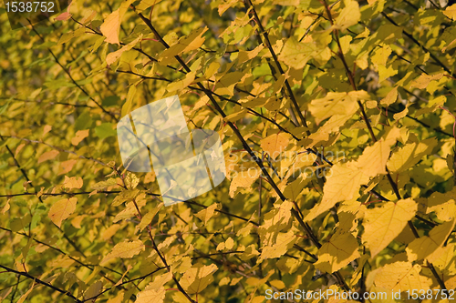 Image of yellow autumn leaves