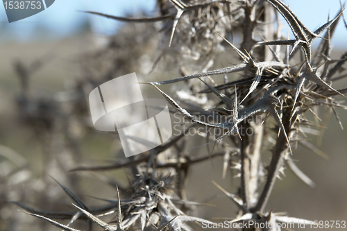 Image of brown thorny withered plant detail