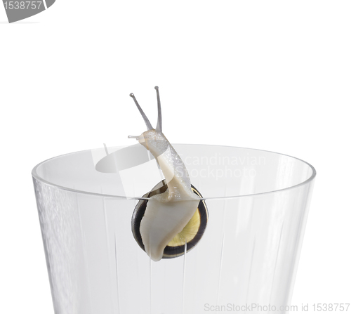 Image of Grove snail on a drinking glass