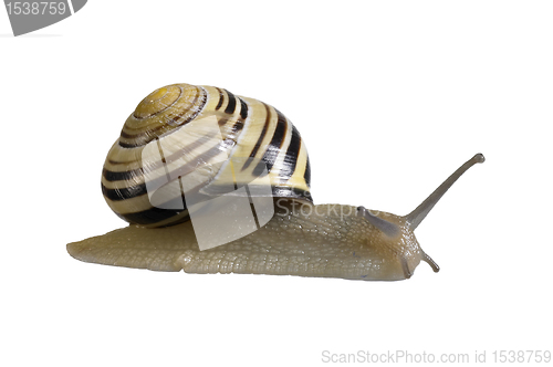 Image of creeping grove snail