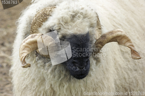 Image of Valais Blacknose sheep