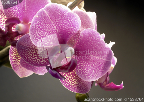 Image of violet orchid flower