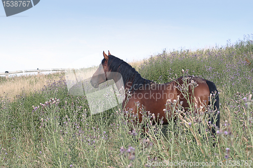 Image of brown horse on a meadow