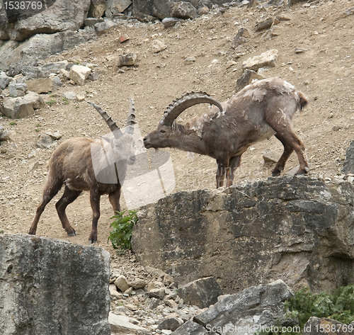 Image of two Alpine Ibex at fight in stony ambiance