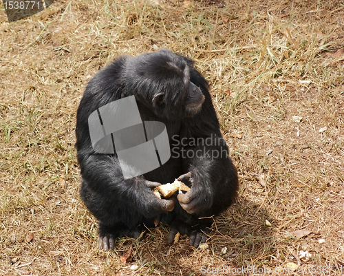Image of chimpanzee sitting on grassy ground