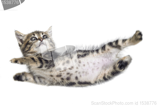 Image of falling kitten