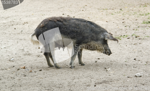 Image of Mangalitsa pig