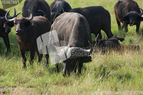 Image of African Buffalos grazing in Uganda