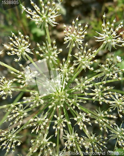 Image of abstract wild carrot detail