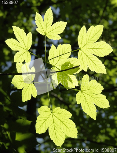 Image of ornamental leaves sunny floodlit