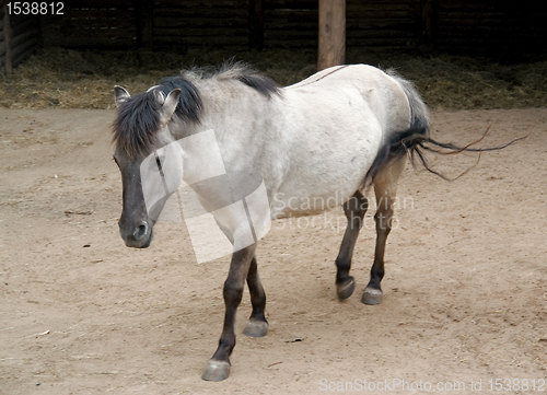 Image of Tarpan and stable