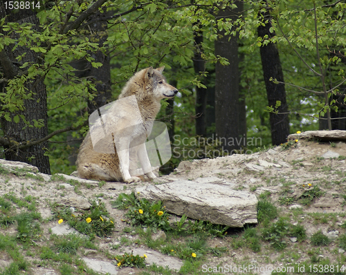 Image of Gray Wolf sitting on small hill