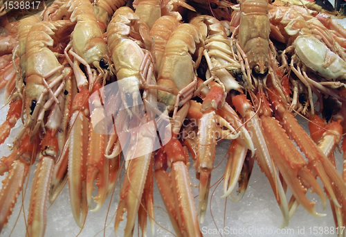 Image of crustaceans