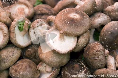 Image of lots of fresh mushrooms