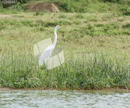 Image of waterside scenery with little Egret