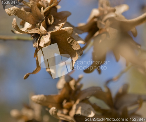 Image of hornbeam seeds detail