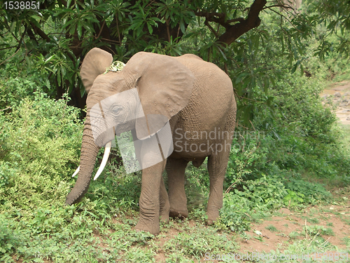 Image of Elephant in Tanzania