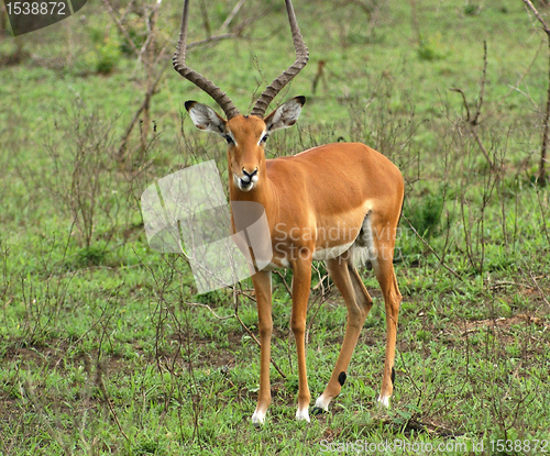 Image of Impala in shrubby ambiance