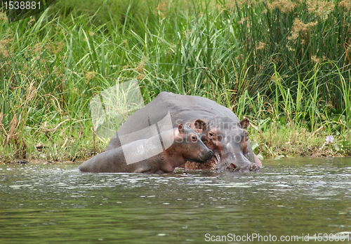 Image of Hippo calf and cow waterside in Uganda