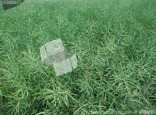 Image of green canola background