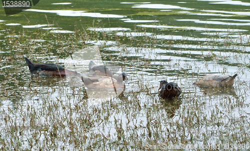 Image of swimming ducks