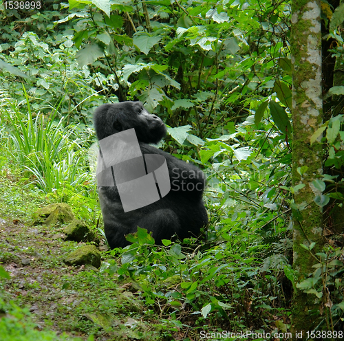 Image of Mountain Gorilla in the rain forest