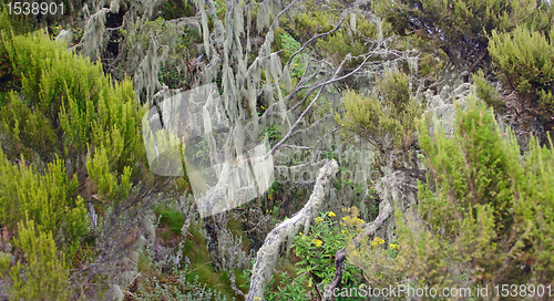 Image of vegetation around Mount Muhabura