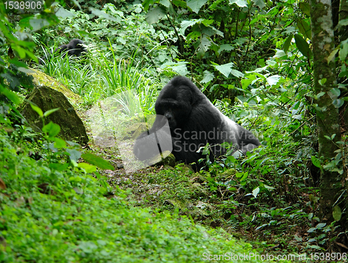 Image of Gorillas in the rain forest