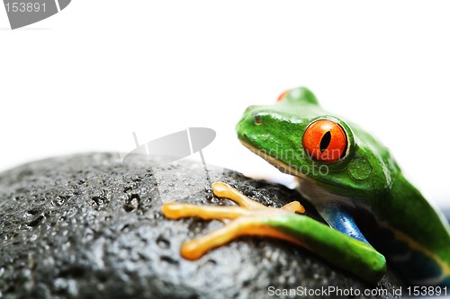 Image of frog on rock