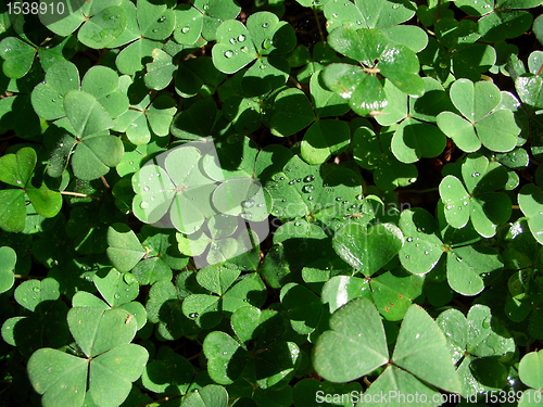 Image of Clover closeup