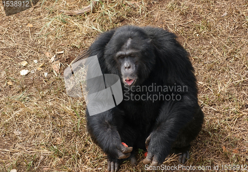 Image of chimpanzee on brown grassy ground