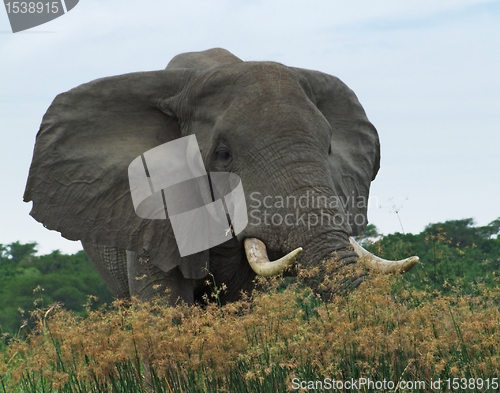 Image of Elephant in Uganda